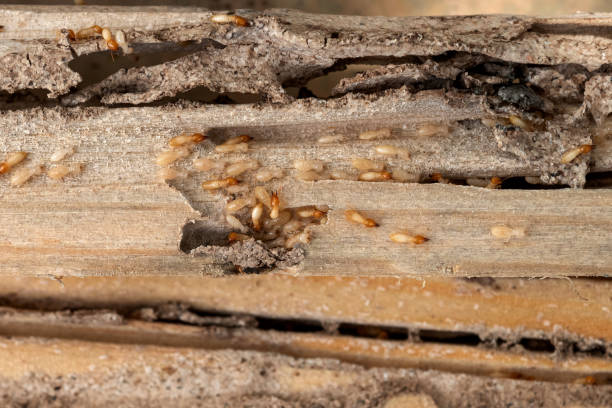 Best Wasp Removal Services  in Vaiden, MS